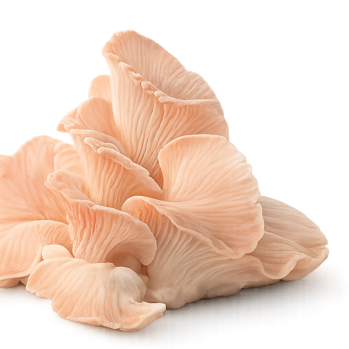 Organic Lion’s Mane supplements and fresh oyster mushrooms for healthy nutrition