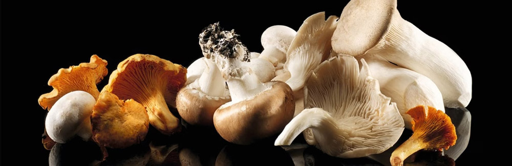 FarmSmart Mushrooms featuring Organic Oyster Mushrooms and Organic Lion’s Mane in Quebec