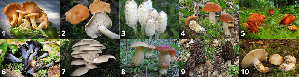 Farm-to-Table Mushrooms for Fresh Organic Eating