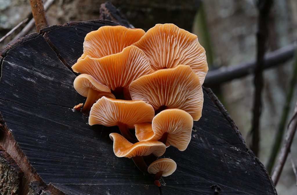 4 Immune-Boosting Benefits of Turkey Tail Mushrooms