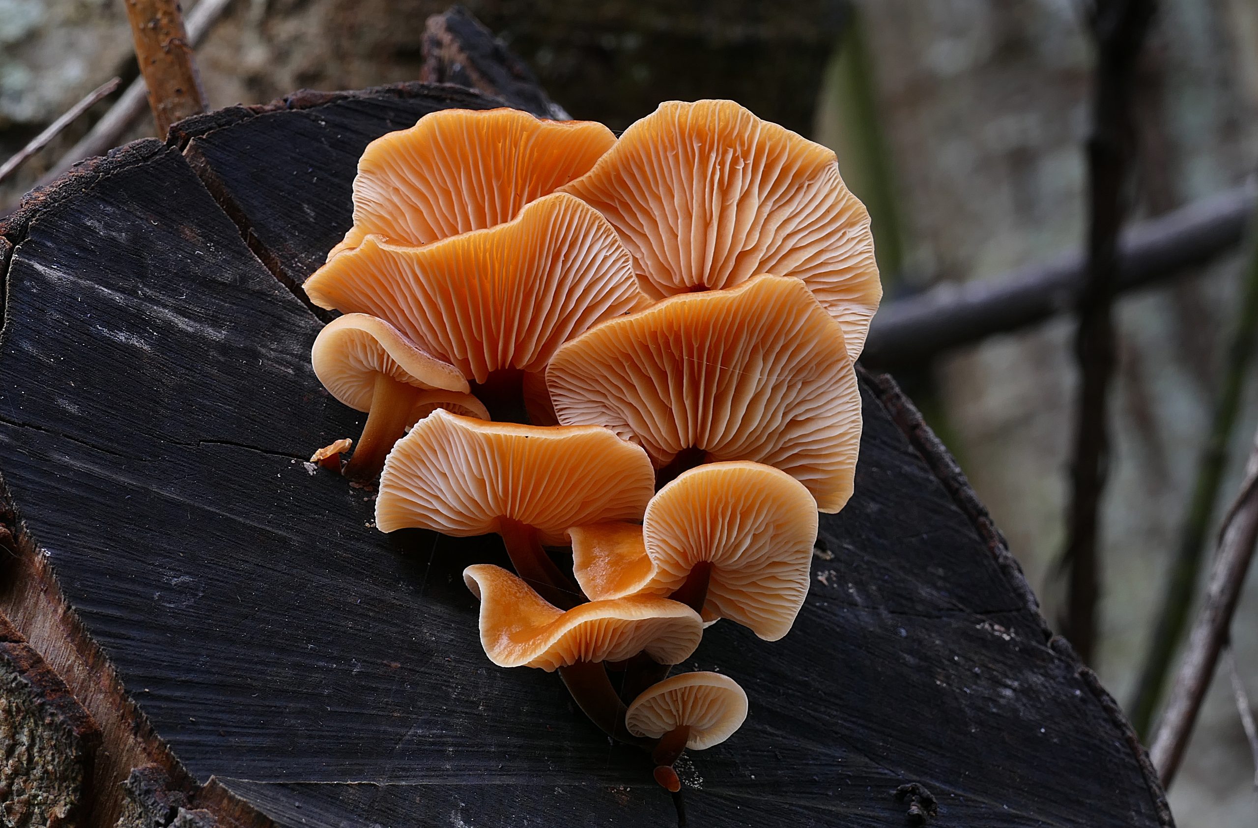 Close-up of wil dd Turkey Tail mushrooms growing in clusters on rotting wood in a forest