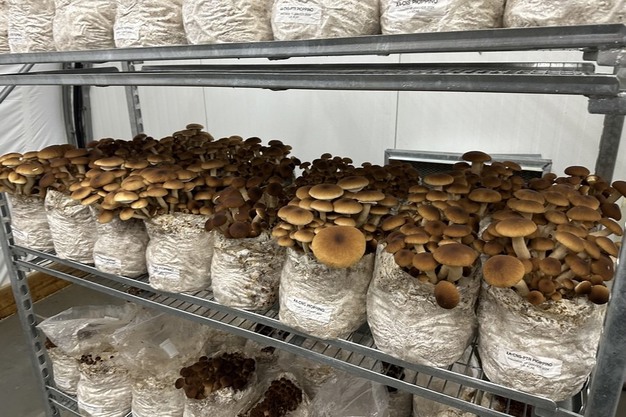 How Local Mushroom Growers Are Changing Fresh Organic Produce in Canada