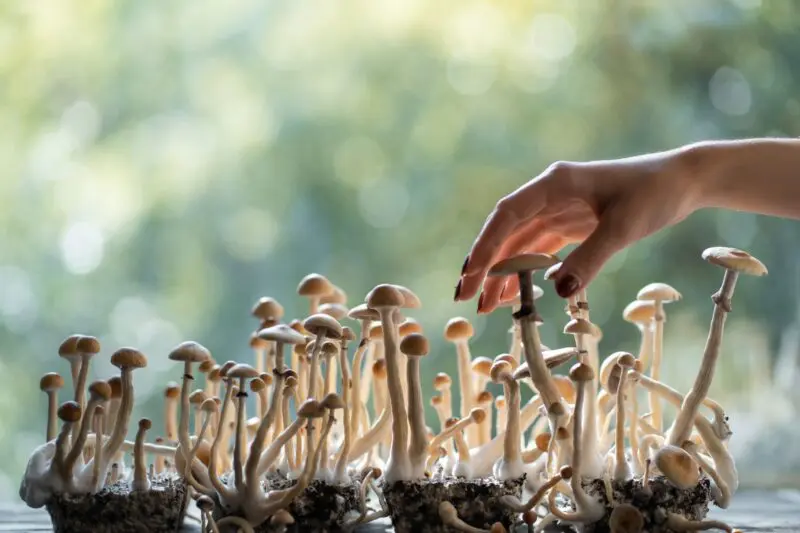 Why Local Mushroom Growers Focus on Sustainable Mushroom Farming