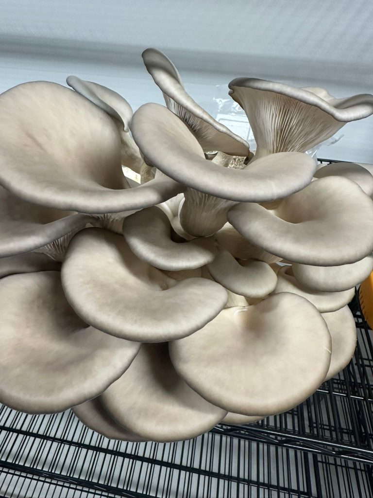 Fresh FarmSmart Mushrooms displayed for healthy cooking in Quebec