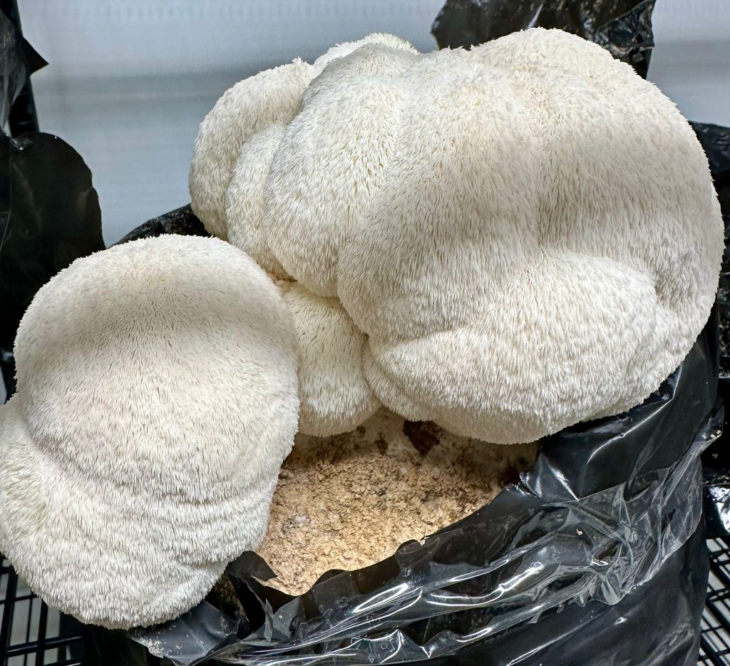Local mushroom growers harvesting fresh organic mushrooms