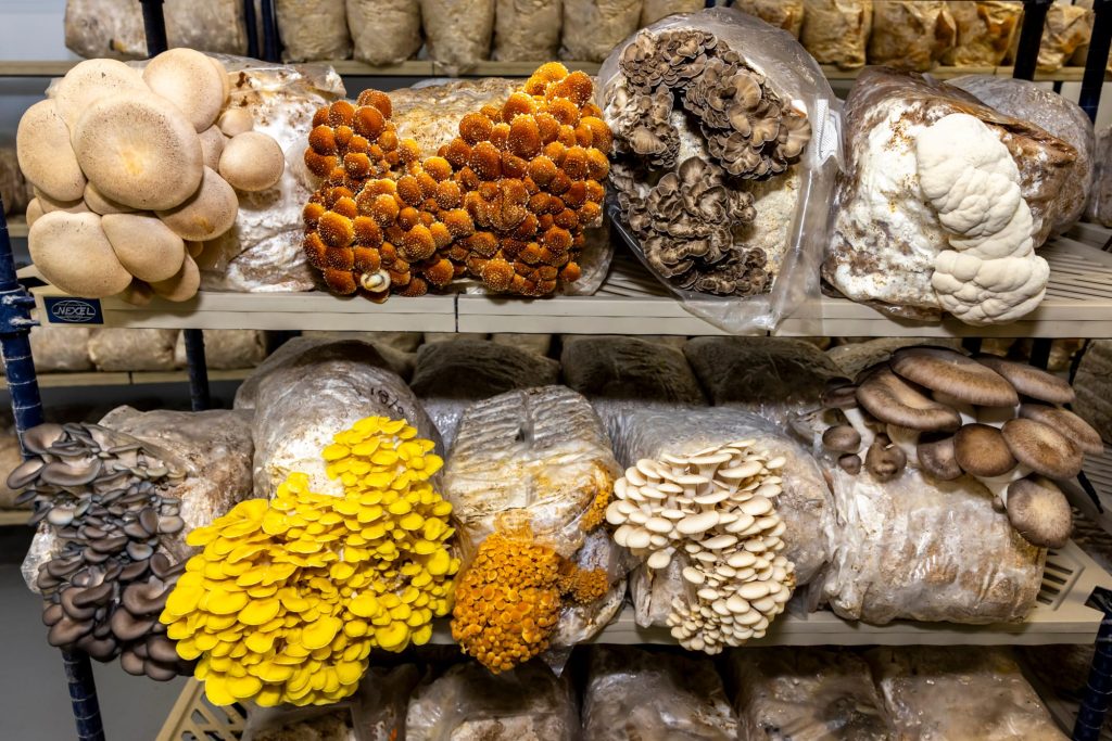 Fresh organic mushrooms for food lovers in Montreal and Laval